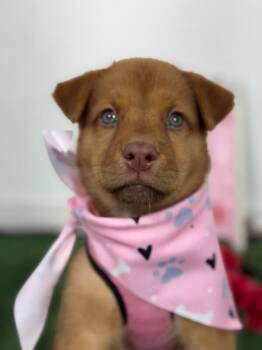 Ricotta-One of our Amazing Rescue Dogs -  Husky and Golden Retriever Dog for Adoption in Carlsbad, California - Ricotta-One Of Our Amazing Rescue Dogs | PetCurious