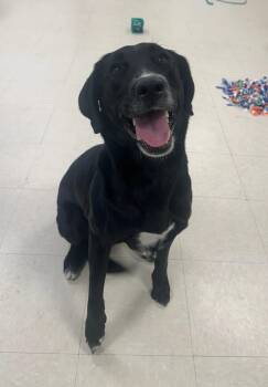 Labrador Retriever Dogs Available for Adoption in Clayton, New Jersey - Sadie  | PetCurious
