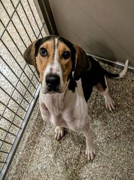 CAROLINA -  Treeing Walker Coonhound Dog for Adoption in Clyde, North Carolina - CAROLINA | PetCurious