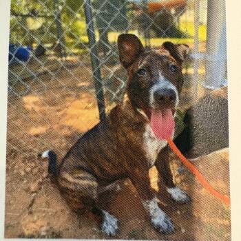 Buster 6221 -  Mixed Breed Dog for Adoption in Loxahatchee Groves, Florida - Buster 6221 | PetCurious