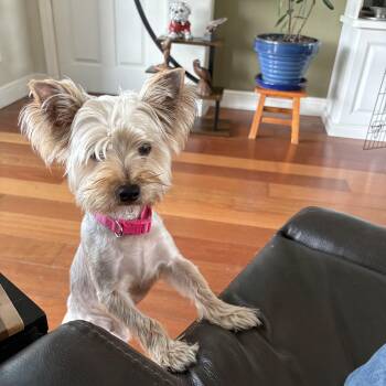 Chico -  Yorkshire Terrier Dog for Adoption in Bradenton, Florida - Chico | PetCurious