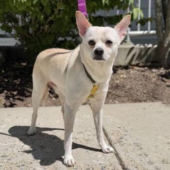 Tink -  Chihuahua Dog for Adoption in East Hampton, New York - Tink | PetCurious
