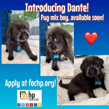 Dante -  Pug and Brussels Griffon Dog for Adoption in Orange, California - Dante | PetCurious
