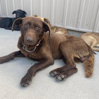 Sam -  Mixed Breed Dog for Adoption in Bismarck, North Dakota - Sam | PetCurious