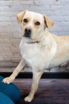 Phooey -  Yellow Labrador Retriever Dog for Adoption in Little Falls, Minnesota - Phooey | PetCurious