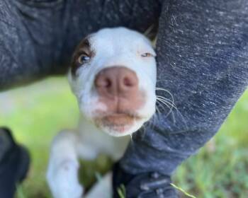 Rescue Pit Bull Terrier Dogs for Adoption in Grayson, Georgia - Birdie | PetCurious