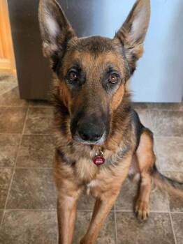 Sam -  German Shepherd Dog Dog for Adoption in Suamico, Wisconsin - Sam | PetCurious