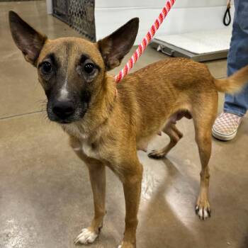 Garden Salad -  Mixed Breed Dog for Adoption in Waynesville, North Carolina - Garden Salad | PetCurious