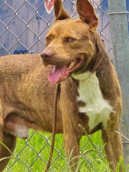Pit Bull Terrier Dogs Available for Adoption in Humble, Texas - Simba | PetCurious
