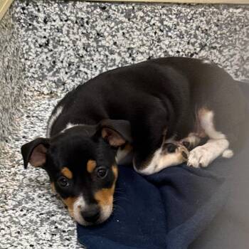 Penelope -  Mixed Breed Dog for Adoption in Madisonville, Tennessee - Penelope | PetCurious