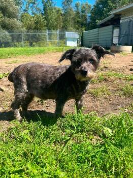 Shadow -  Jack Russell Terrier Dog for Adoption in Ogdensburg, New York - Shadow | PetCurious