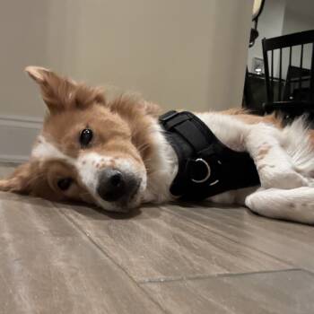 Rescue Collie and Mixed Breed Dogs for Adoption in Myrtle Beach, South Carolina - Emma | PetCurious