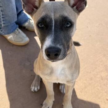 Terrier Dogs Available for Adoption - Saucony | PetCurious