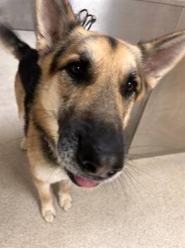 German Shepherd Dog Dogs Available for Adoption in Riverside, California - DERRICK | PetCurious