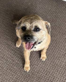 Maverick -  Border Terrier Dog for Adoption in Chappell, Nebraska - Maverick | PetCurious