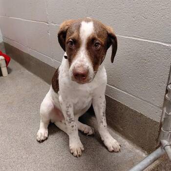 TREX -  Labrador Retriever Dog for Adoption - TREX | PetCurious
