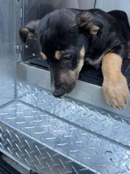 Mixed Breed Dogs Available for Adoption in Dallas, Texas - DR PEPPER | PetCurious