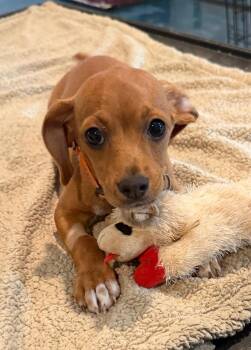Marlon Jackson (M) -  Chihuahua Dog for Adoption in Nashville, Tennessee - Marlon Jackson (M) | PetCurious
