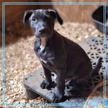 Rescue Black Labrador Retriever and Mixed Breed Dogs for Adoption in Enterprise, Alabama - Eli | PetCurious