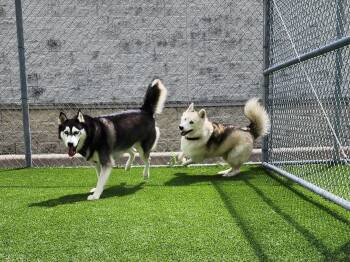 Rescue Siberian Husky and Alaskan Malamute Dogs for Adoption in Liverpool, Texas - Axel & Canada | PetCurious