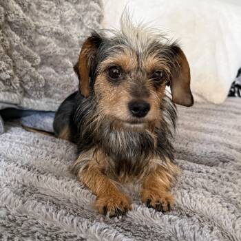 Mia -  Yorkshire Terrier Dog for Adoption in Richmond, Virginia - Mia | PetCurious