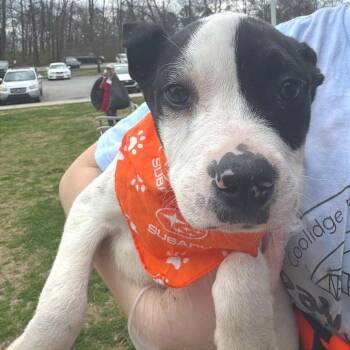 Mixed Breed Dogs Available for Adoption in Chattanooga, Tennessee - Spotty | PetCurious