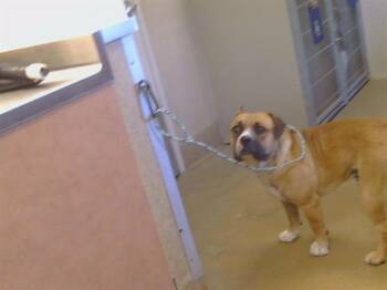 SHORT STACK -  Pit Bull Terrier and Mixed Breed Dog for Adoption in Sacramento, California - SHORT STACK | PetCurious