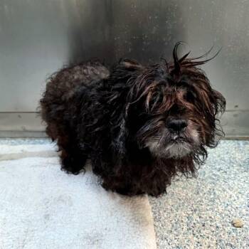 Shih Tzu Dogs Available for Adoption - HAPPY | PetCurious