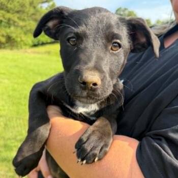 Blackberry -  Black Labrador Retriever and Mixed Breed Dog for Adoption in Nashville, Tennessee - Blackberry | PetCurious