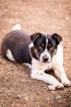 Cattle Dog Dogs Available for Adoption - Margalo B. Berryglow | PetCurious