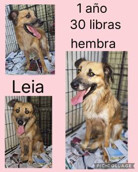 Mixed Breed Dogs Available for Adoption in San Juan, San Juan - Leia | PetCurious