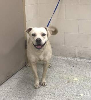 Pit Bull Terrier and Labrador Retriever Dogs Available for Adoption in Conroe, Texas - A428353 | PetCurious
