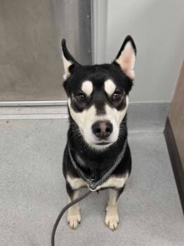 Jimbob -  Husky and Mixed Breed Dog for Adoption in Chillicothe, Ohio - Jimbob | PetCurious