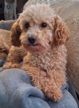 Henry -  Poodle Dog for Adoption in Staatsburg, New York - Henry | PetCurious