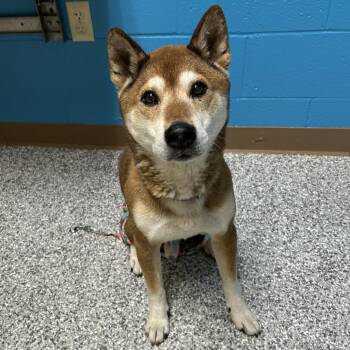 Luke -  Shiba Inu Dog for Adoption in Cheyenne, Wyoming - Luke | PetCurious