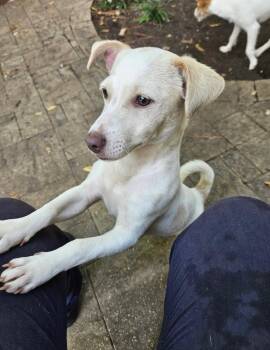 Rescue Terrier Dogs for Adoption in Richmond, Texas - Ibis | PetCurious