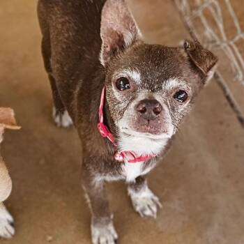 Rescue Chihuahua Dogs for Adoption in Midland, Texas - Sunny | PetCurious