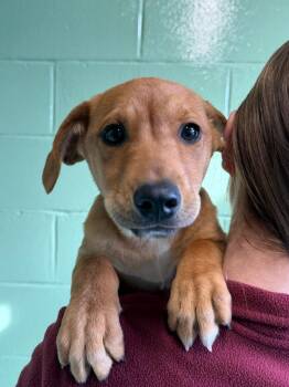 Mixed Breed Dogs Available for Adoption - Daffy Duck | PetCurious