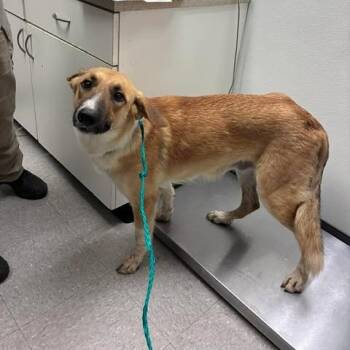 Mixed Breed Dogs Available for Adoption in Leander, Texas - Catness | PetCurious