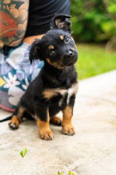 Shania -  Border Terrier and Dachshund Dog for Adoption in Hollywood, Florida - Shania | PetCurious