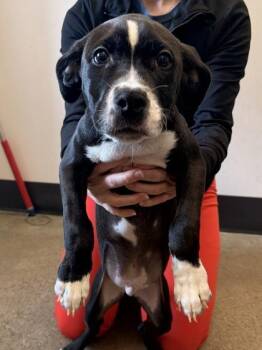 Vuitton -  Pit Bull Terrier Dog for Adoption in Cleveland, Ohio - Vuitton | PetCurious
