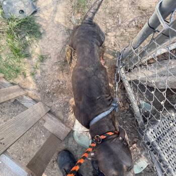 Lindsey -  Pit Bull Terrier Dog for Adoption in Jacksonville, Arkansas - Lindsey | PetCurious