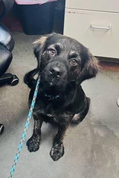 Ruger -  Shepherd and Mastiff Dog for Adoption in Council Bluffs, Iowa - Ruger | PetCurious