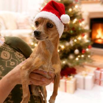 Chihuahua Dogs Available for Adoption - Peky | PetCurious