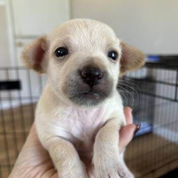 Mixed Breed Dogs Available for Adoption in Leander, Texas - Blizzard | PetCurious