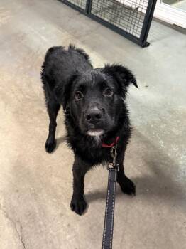 Goober -  Retriever and Shepherd Dog for Adoption in Irwin, Pennsylvania - Goober | PetCurious