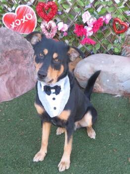 German Shepherd Dog and Mixed Breed Dogs Available for Adoption - BRUNO | PetCurious