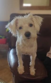 Snow -  Terrier Dog for Adoption in Mary Esther, Florida - Snow | PetCurious