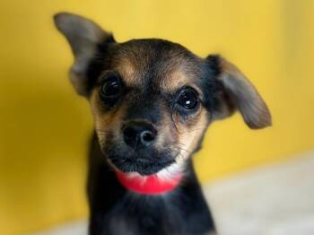 Jan -  Chihuahua and Miniature Pinscher Dog for Adoption in Portland, Oregon - Jan | PetCurious