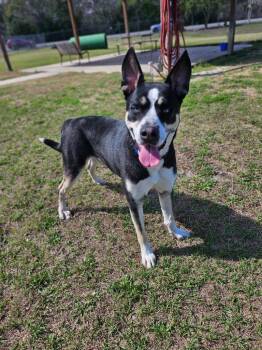 Mixed Breed Dogs Available for Adoption in Ocala, Florida - Apollo | PetCurious